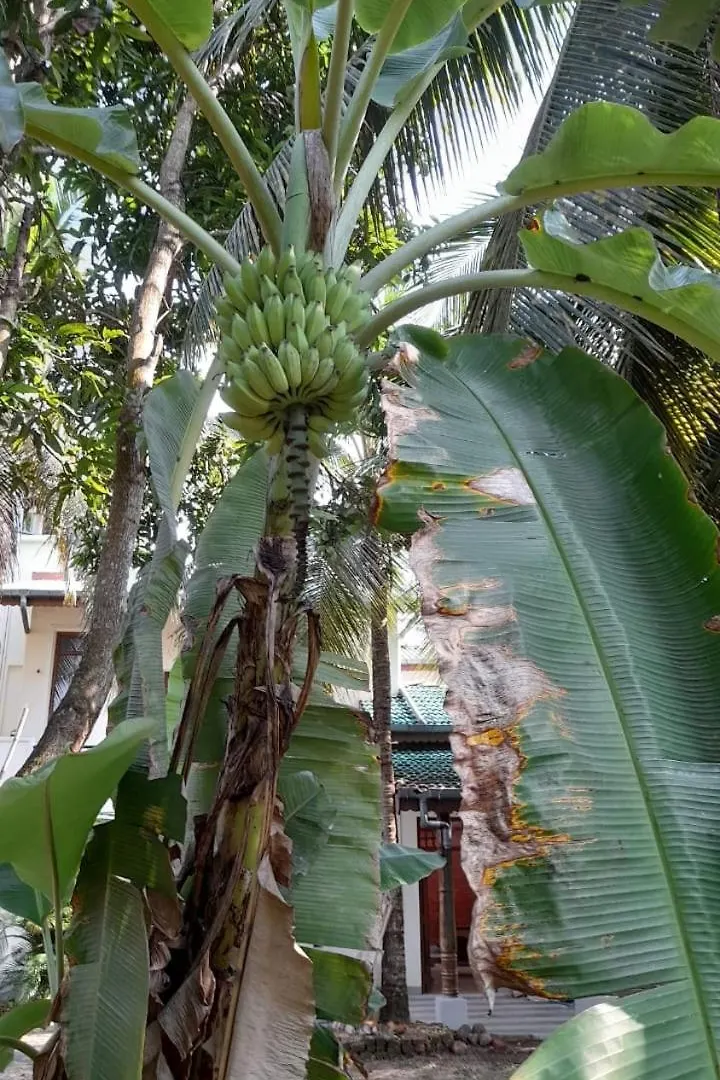Olive Green Villa In Negombo For Airport Transit Katunayake 0*,  Sri Lanka